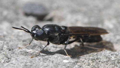 Réf. 259 339 : Hermetia illucens